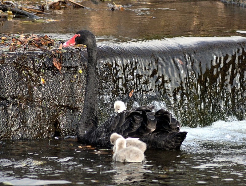  - Dawlish (mainly black swans)