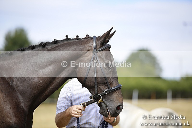 _C7A9633 - BVRC Sow 2018 Ring 2