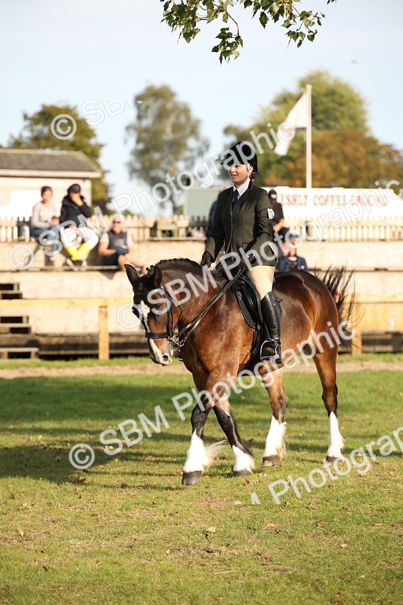 SBM_54293 - S27 - Mature Veteran - Ridden