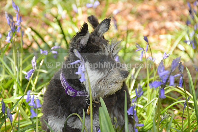  - Schnauzers