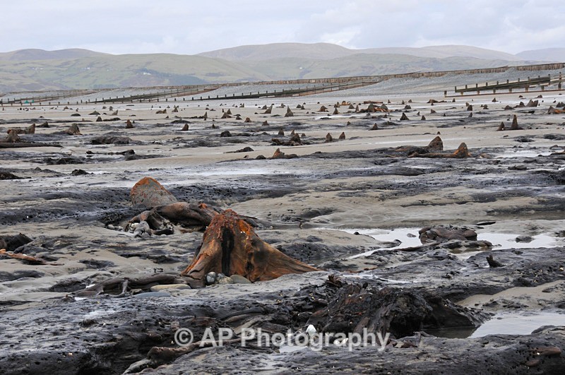 Borth-Sunken Forest-ACP_1020 - Borth