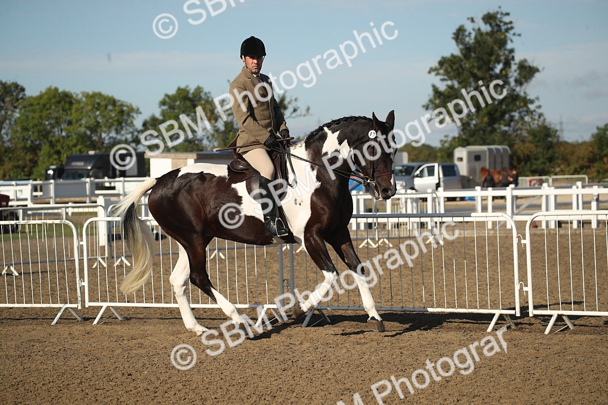 SBM_11305 - Class 501 -Riding Club Pony