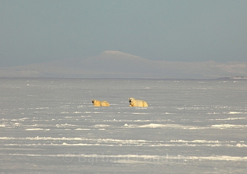 Polarbears 6604 - Wildlife