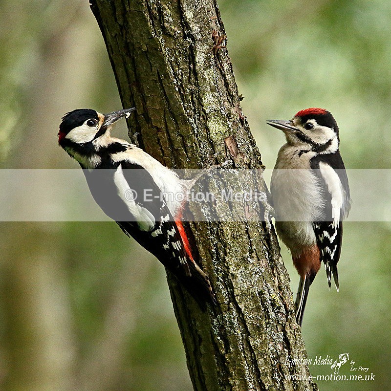 070617 -254a - Nature