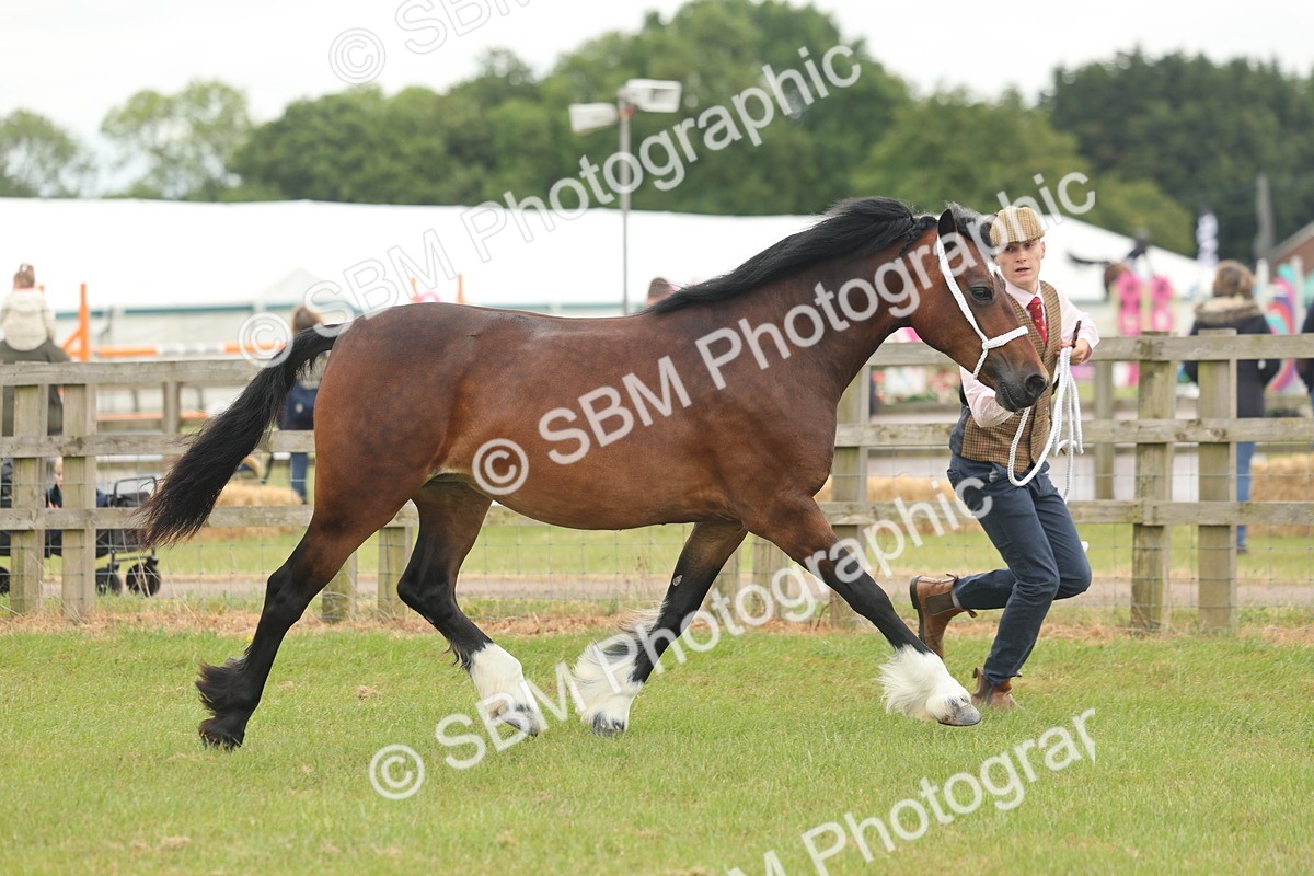 SBM_04816 - Class 50-57 - M&M Welsh Pony In Hand