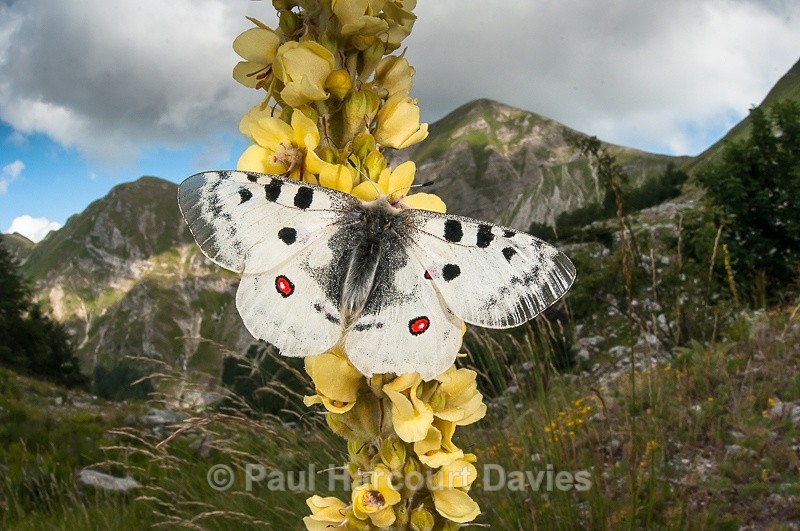  - Bugs: Butterflies