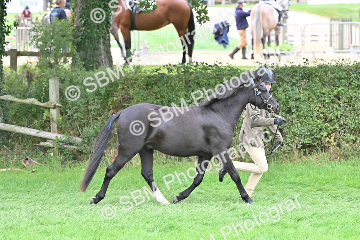 SBM_60969 - S48 - Mountain & Moorland In Hand Small Breeds