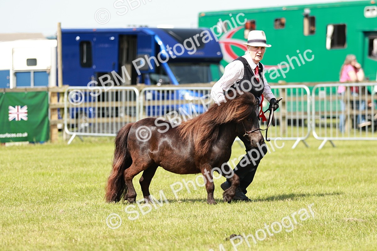 SBM_01939 - Class 14-23 - Mountain & Moorland In Hand Non Welsh