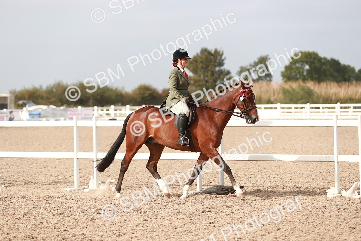SBM_17470 - Class 215 Ridden Hack/ Riding Horse