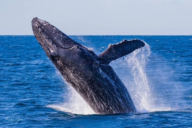 0A3A5312. Rocket 2 - 2023 Whale Photos