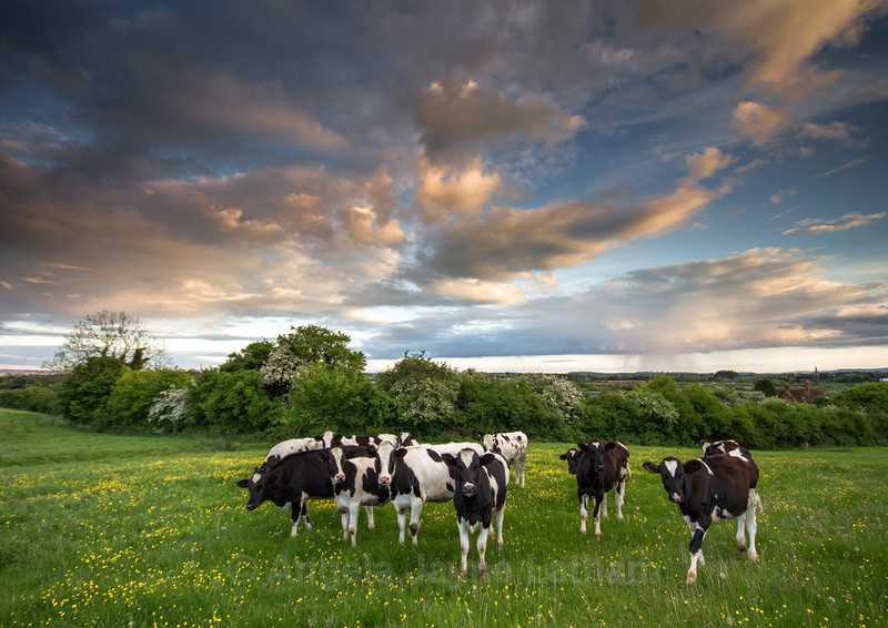 Cows and Buttercups - England & The Shires