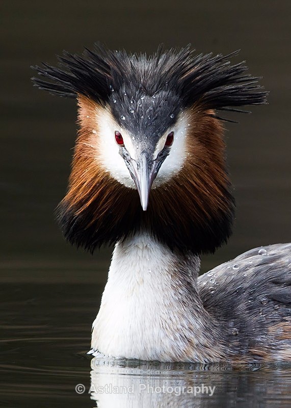 Astland Photography, Bird and Wildlife Images, Susan and Peter Wilson, U.K.