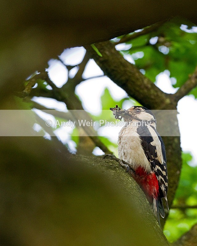 20100605-0103 - Woodpecker