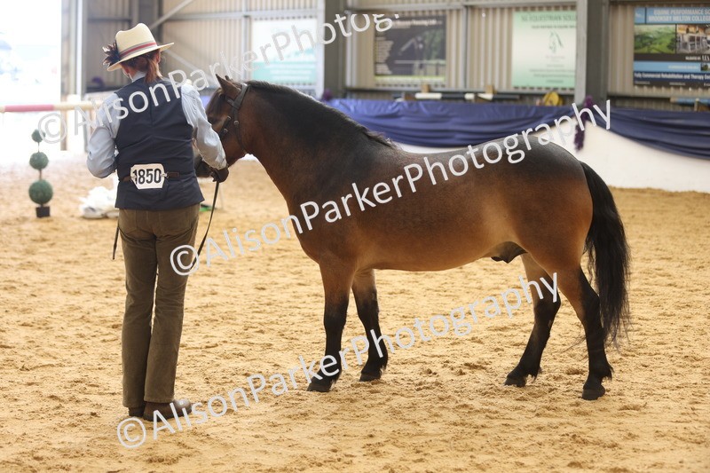20260913-1715 - Class 115 - Gelding 4years and over