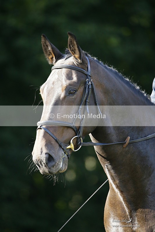 BVRC 120921 150 - Bourne Valley Riding Club UA Dressage & Show Jumping 12/09/21