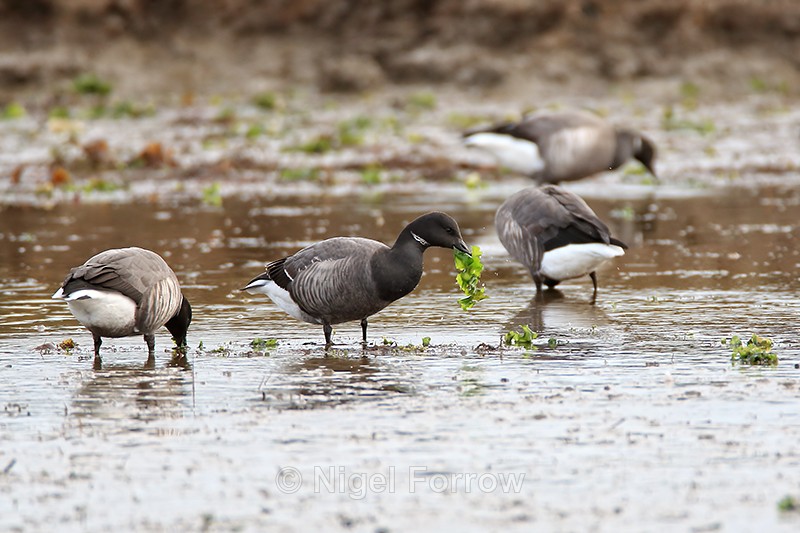 Brent Goose eating seaweed, Arne RSPB Nature Reserve, Dorset - Brent Goose