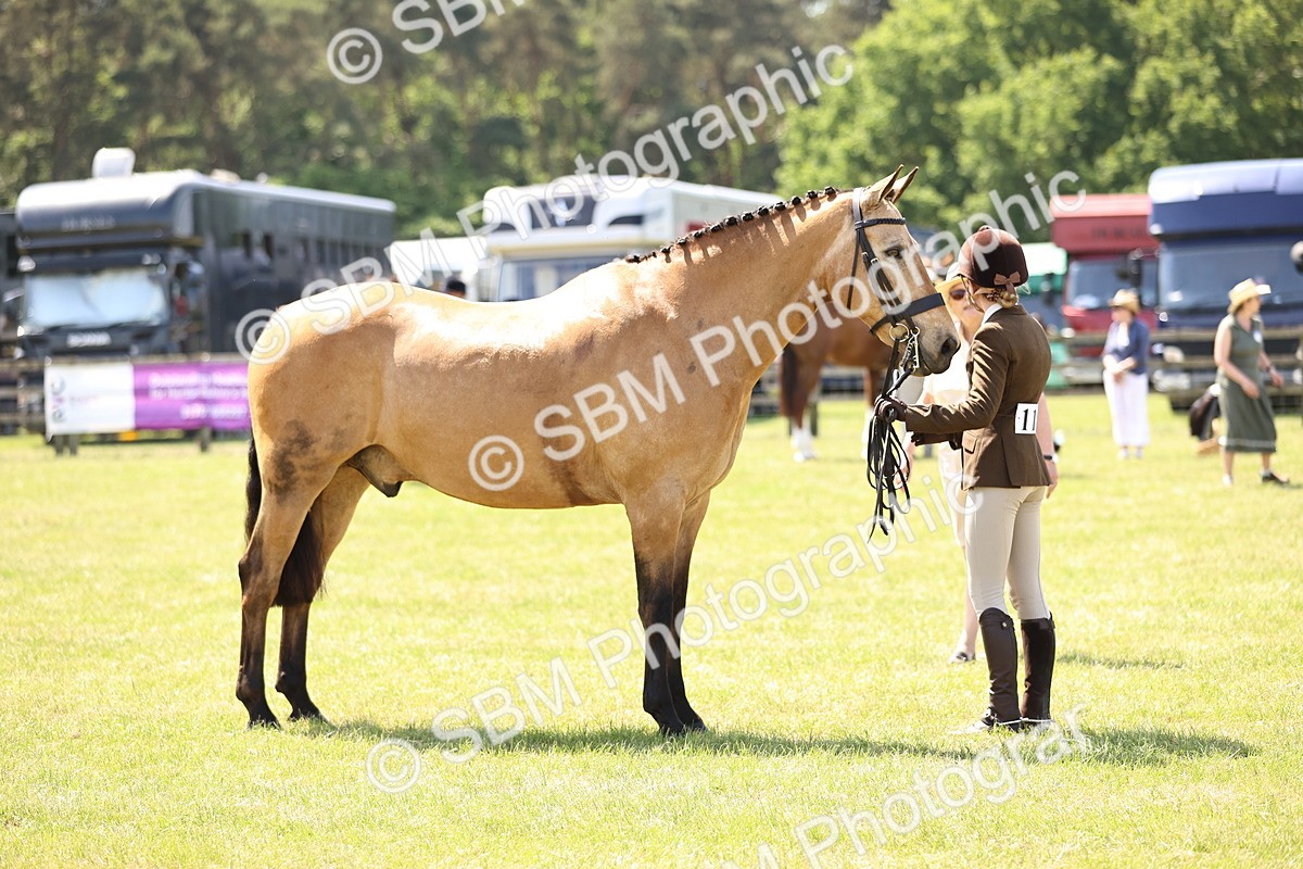SBM_15197 - Class 79-80 - LIHS BSHA Rising Star Ridden Hunter