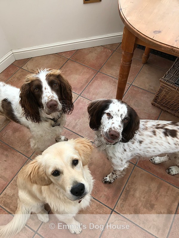  - Dogs