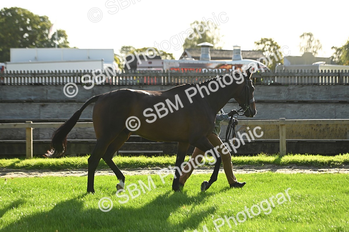 SBM_14712 - S1 - TSR in Hand Horse & Pony Showing