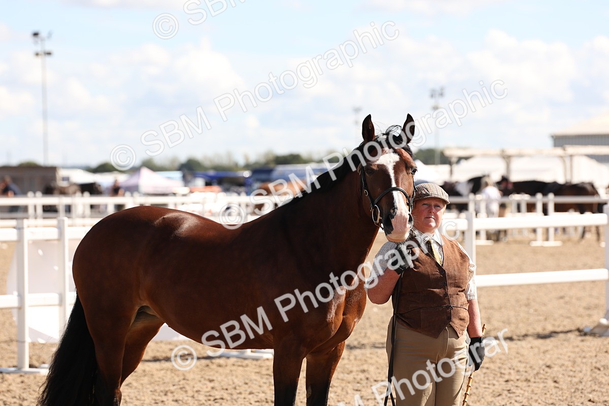 SBM_13943 - Class 205 - IH Show Pony - Show Hunter Pony