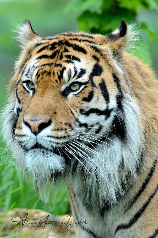  - Wildlife
