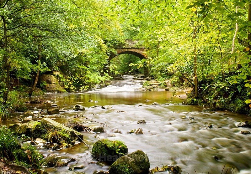 Sneaton Forest