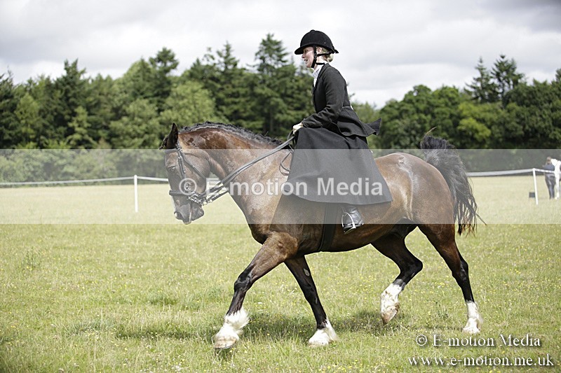 BVR160717-1977 - Side Saddle Classes 16/07/17