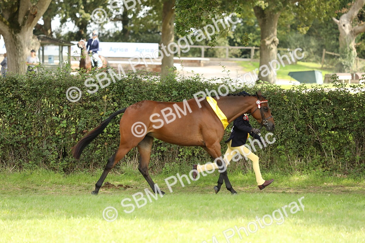 SBM_66291 - In Hand Pony & Youngstock Supreme Championship