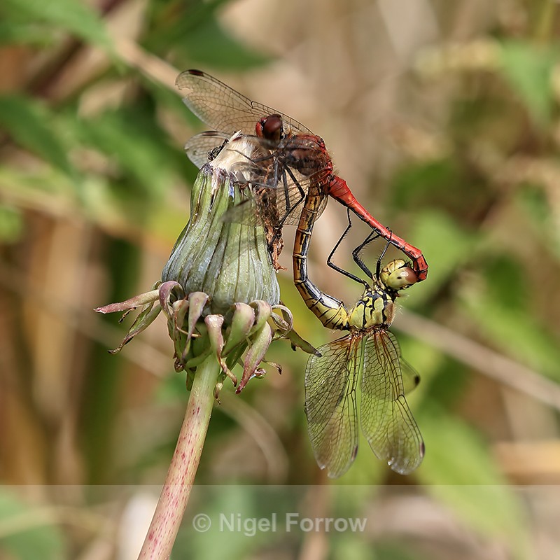 Ruddy Darter pair mating, Otmoor RSPB Nature Reserve - INSECTS