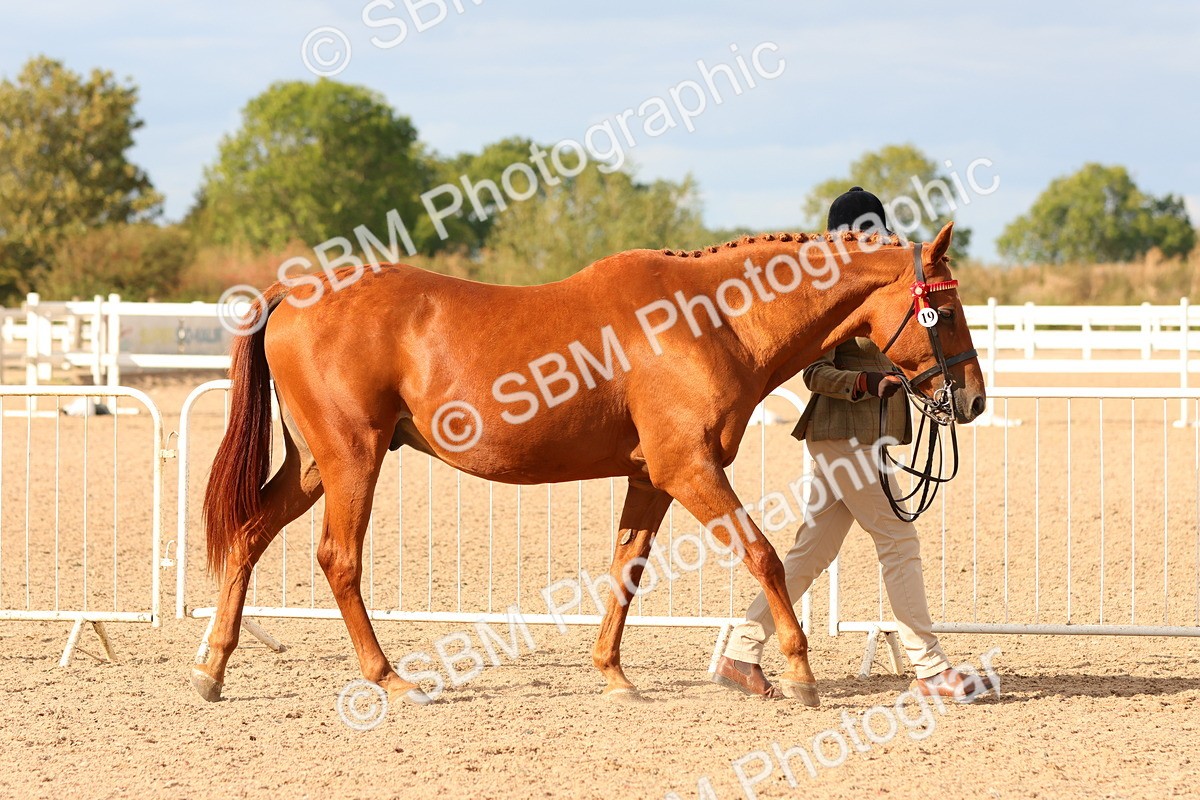 SBM_18331 - Class 318 - IH Part Bred Horse Pony