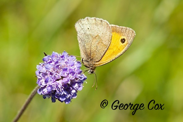 Meadow Brown butterfly at Little Scrubs Meadow, Chambers Farm
