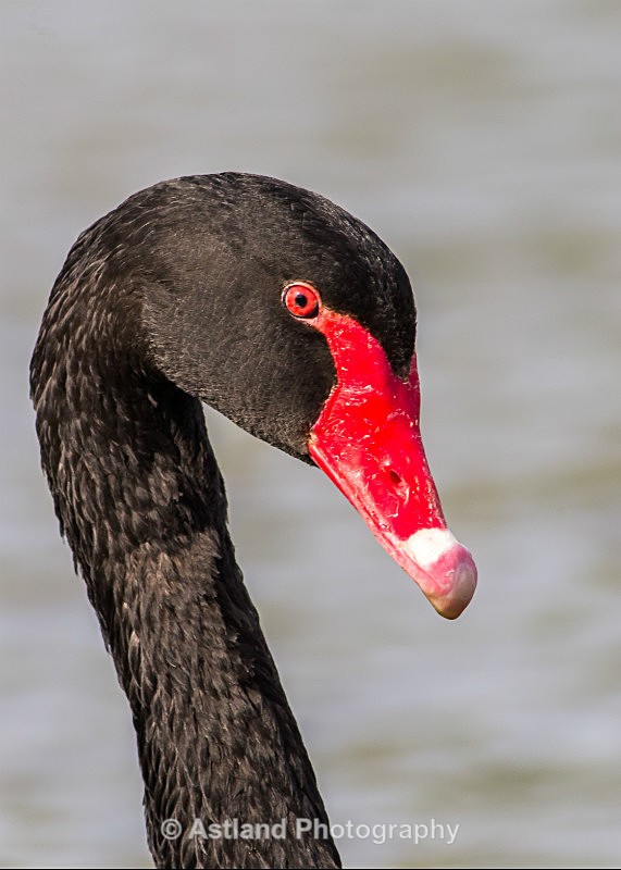 Astland Photography, Bird and Wildlife Images, Susan and Peter Wilson, U.K.