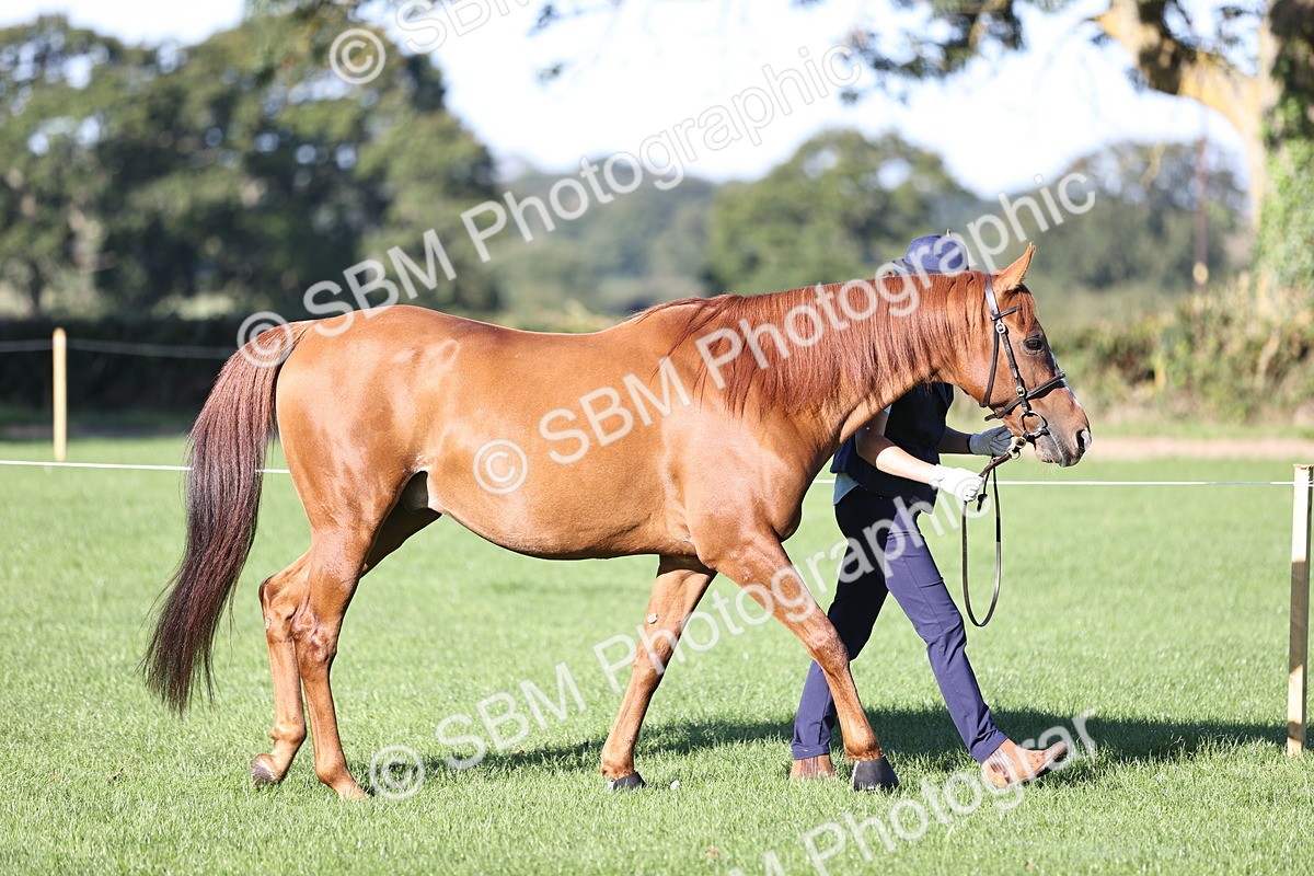 SBM_15681 - S1 - TSR in Hand Horse & Pony Showing