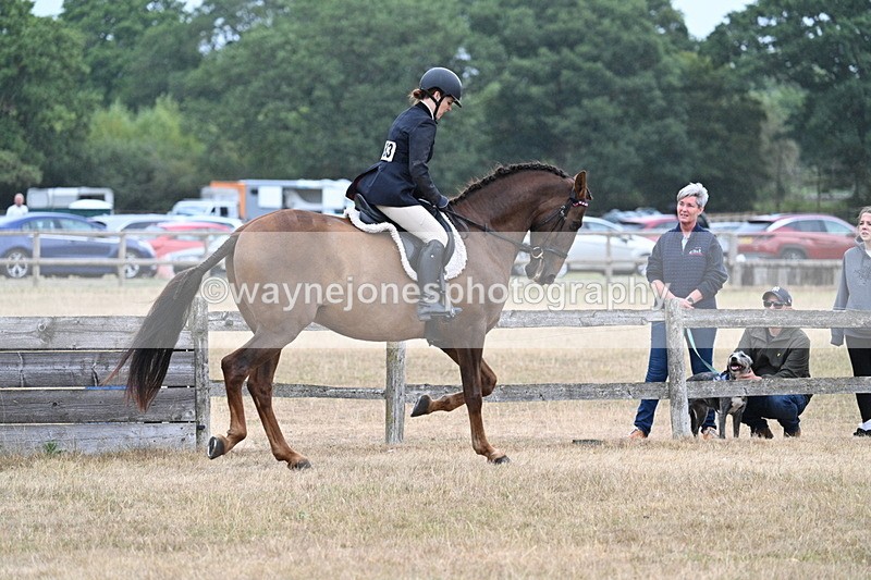 WJ7_0882 - Class 7 Riding Club Show Horse