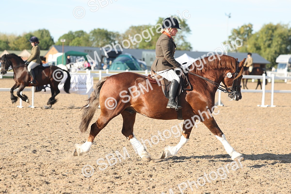 SBM_11029 - Class 302 - Ridden M&M Large Breeds