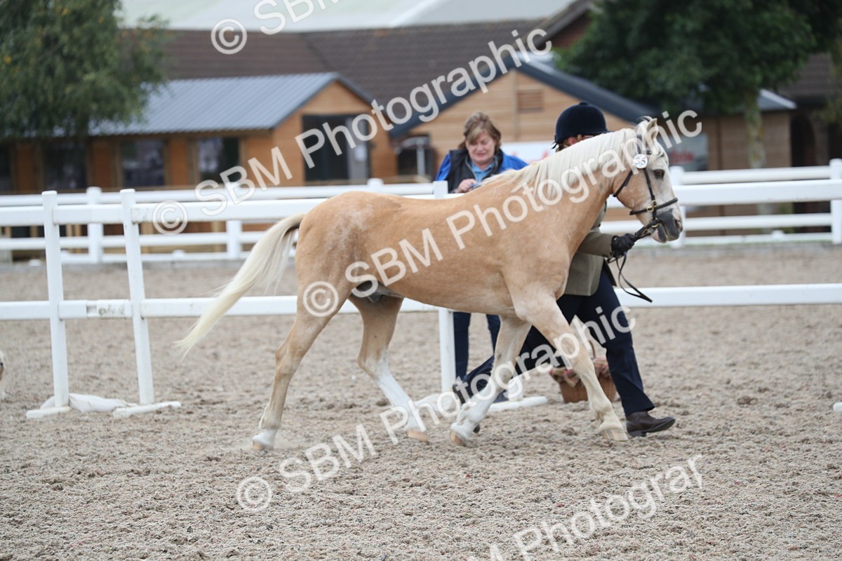 SBM_17877 - Class 317 IH Pure bred Horse/Pony