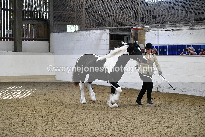 WJ5_3442 - Class 1 Youngstock