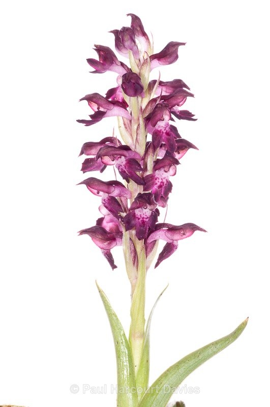  - WB: Orchids - Orchis
