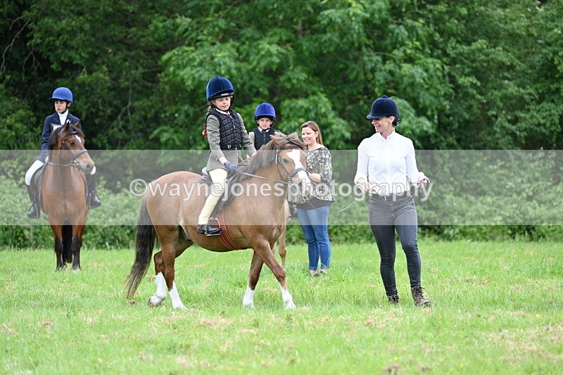 WJ7_4004 - Class 14A Handsome Gelding