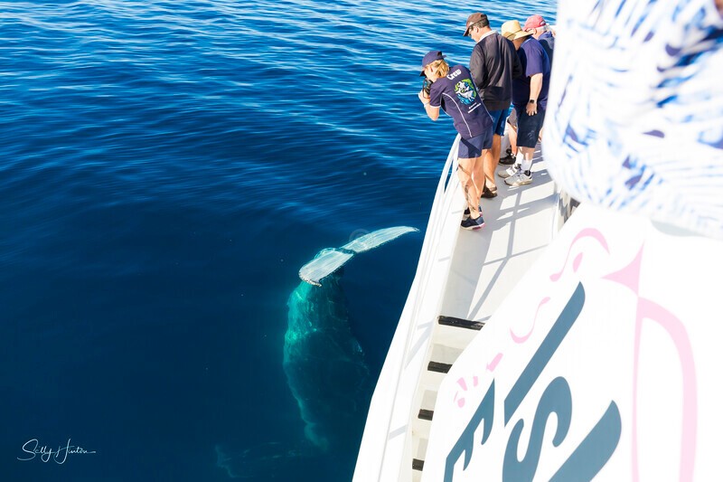 _16A1308 - 2024 Hervey Bay Whales