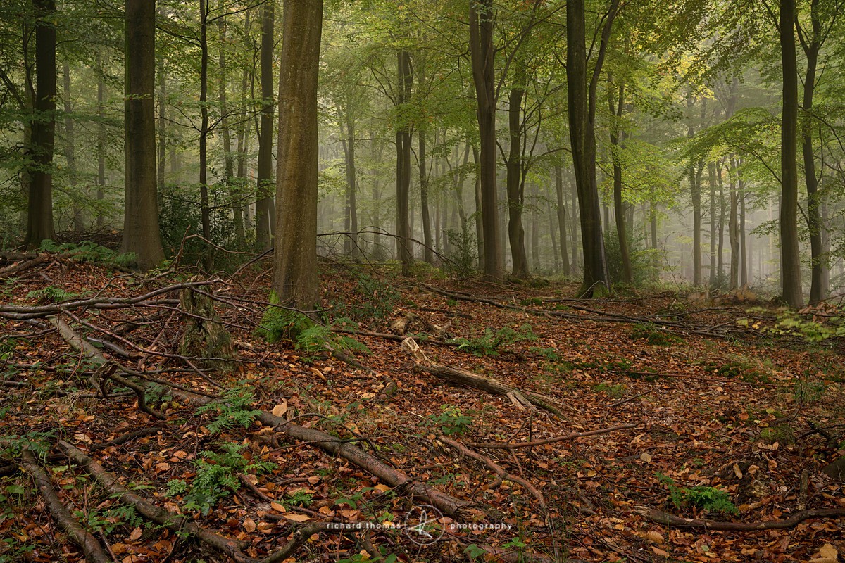 Scattered windfall - Woodland