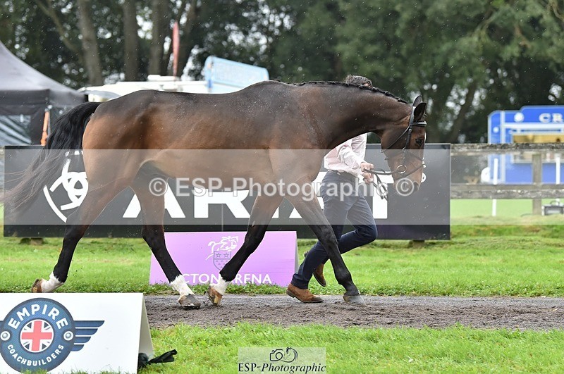 231018-125042-00564 - 071-BALLYVOGUE.OLYMPIC.VIEW-Duncan.Morgan-TrotUp