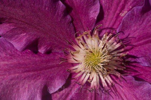  - Botanical/Macro