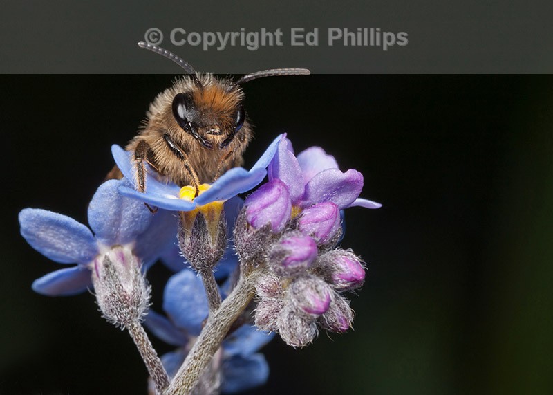 Andrena flavipes (m)