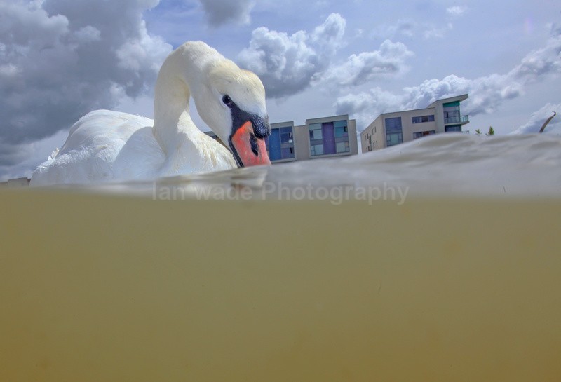  - Urban Mute Swan Photography