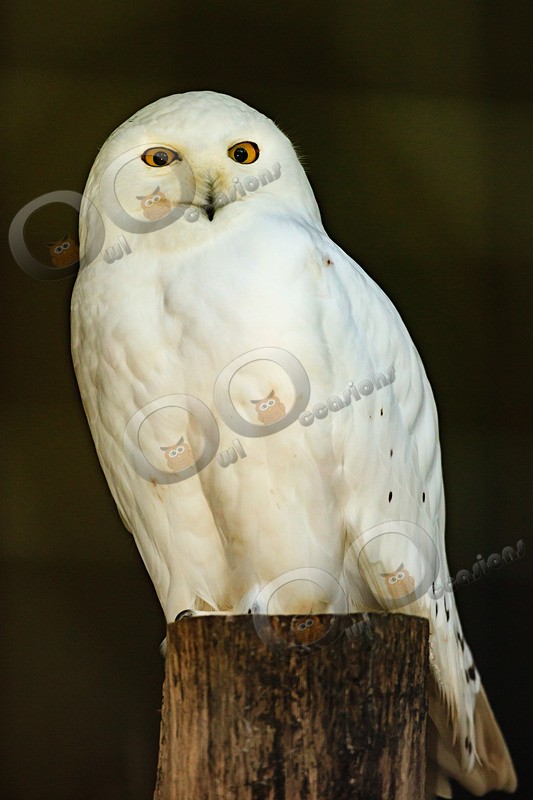 snowy owl Bubo scandiacus-1667 - Owls of the World
