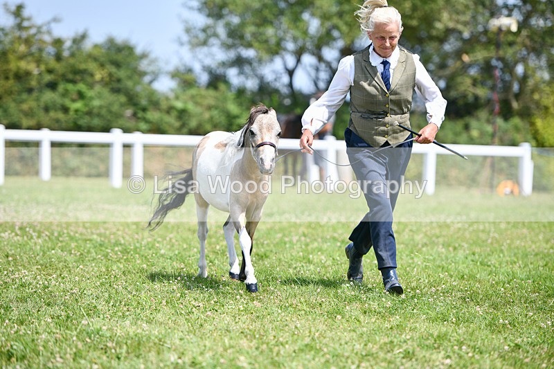 DSC_7414 - Class 62: Coloured Pony Youngstock