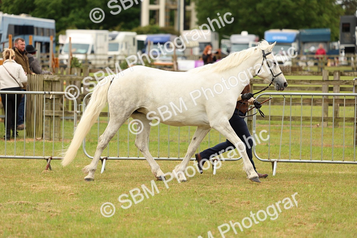 SBM_04167 - Class 64-67 - Shetland Pony In Hand