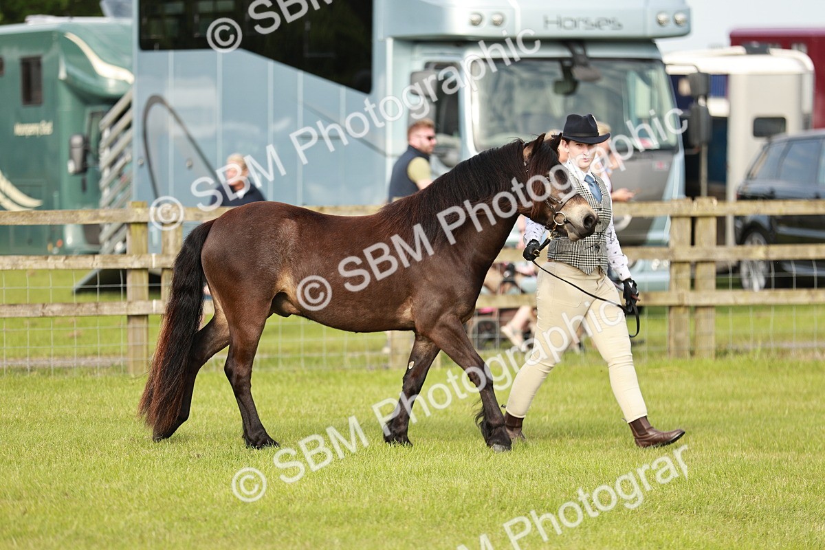 SBM_00381 - Class 14-23 - Mountain & Moorland In Hand Non Welsh