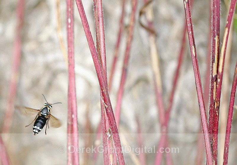 Dolichovespula maculata - Bees, Beetles, Bugs